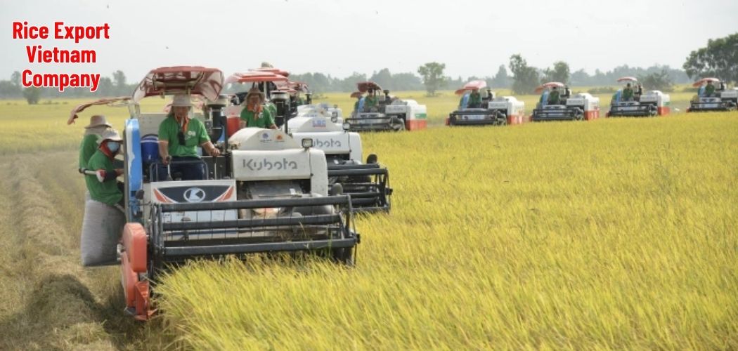 Rice Export Vietnam Company 1