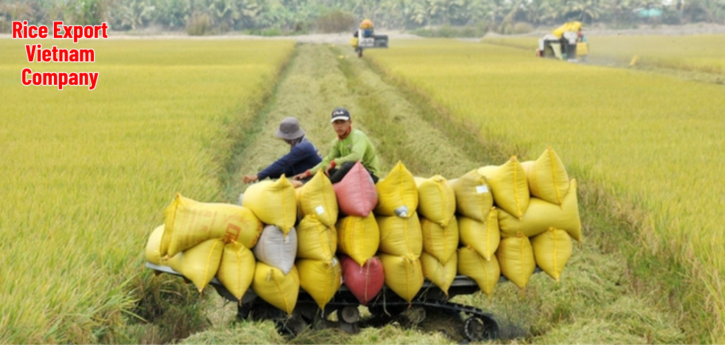 Rice Export Vietnam Company 1