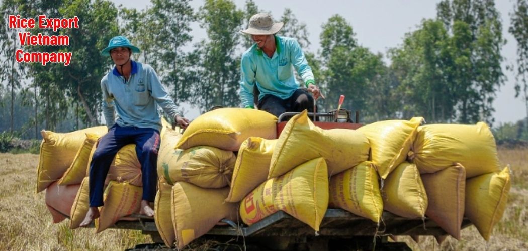 Rice Export Vietnam Company