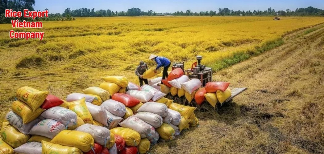 Rice Export Vietnam Company
