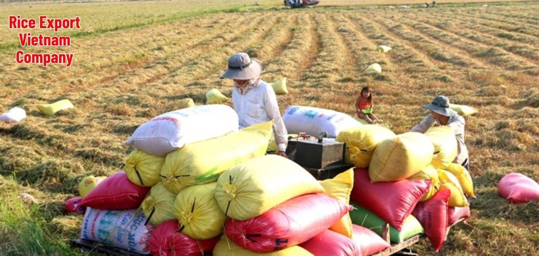 Rice Export Vietnam Company
