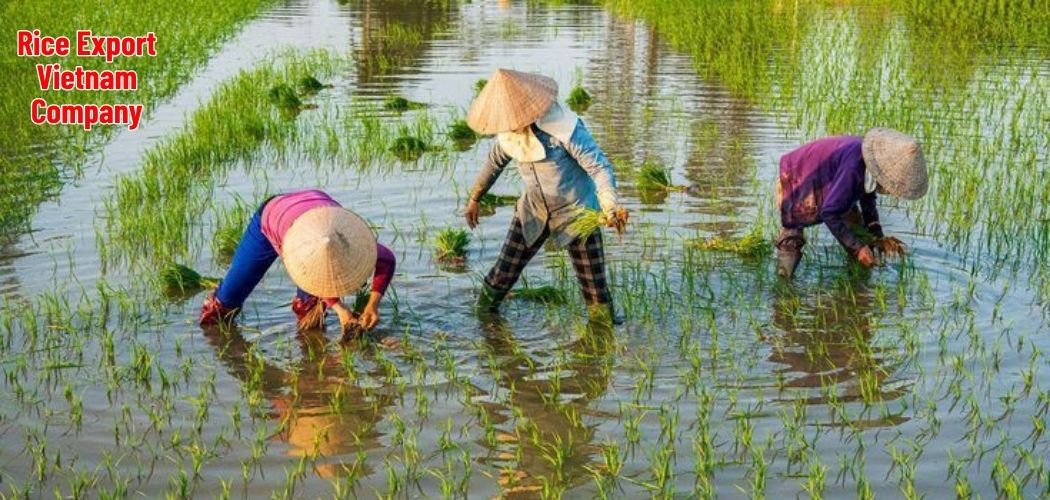 Rice Export Vietnam Company 2