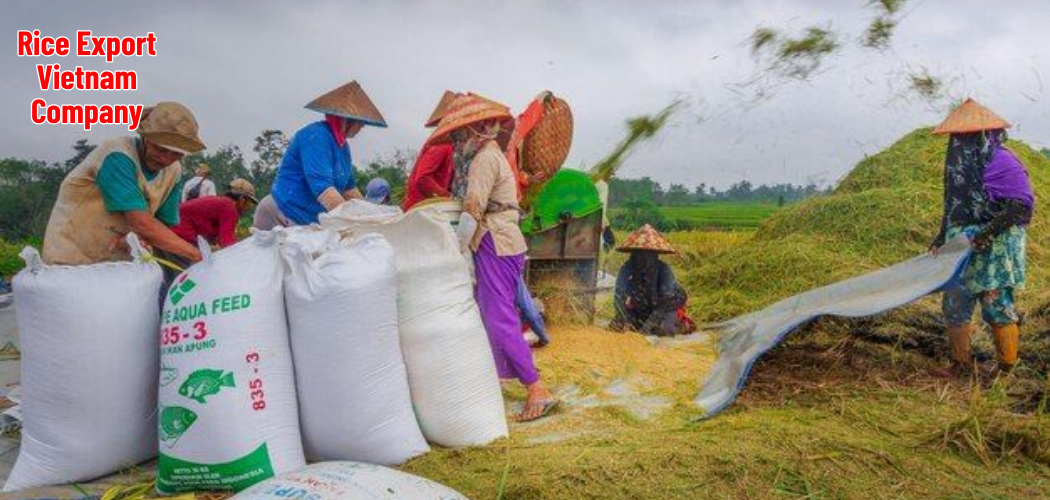 Rice Export Vietnam Company 2