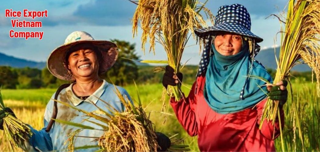 Rice Export Vietnam Company 3