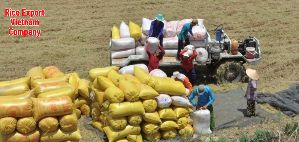 Rice Export Vietnam Company