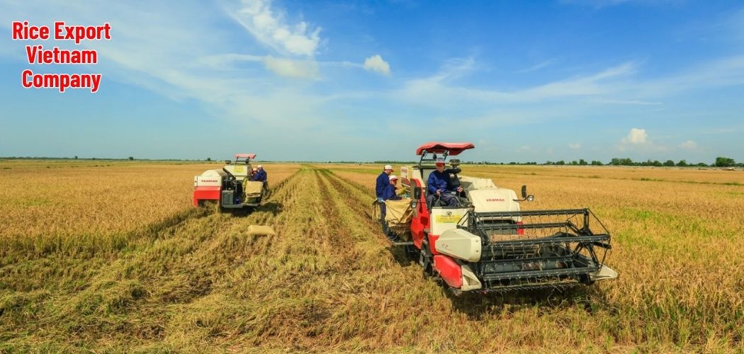 Rice Export Vietnam Company