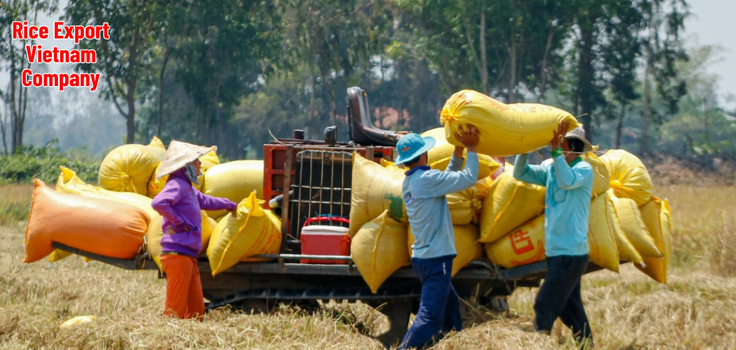 Rice Export Vietnam Company