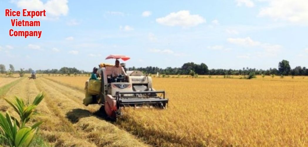 Rice Export Vietnam Company