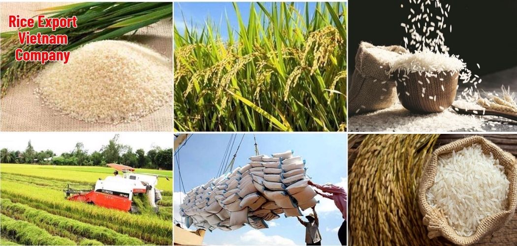 Rice Export Vietnam Company